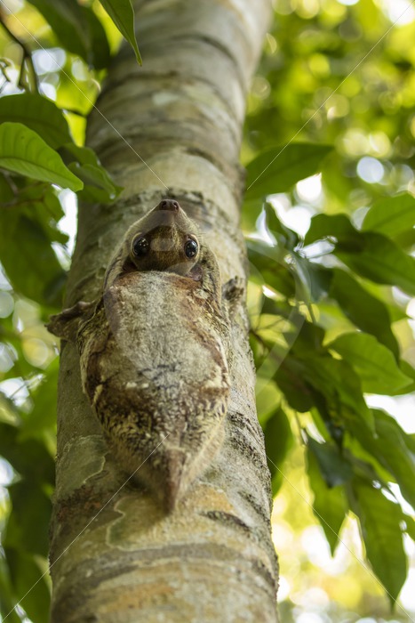 Colugo looking upside down from his tree trunk in The Datai Bay, Langkawi, Malaysia - Nature Stock Photo Agency