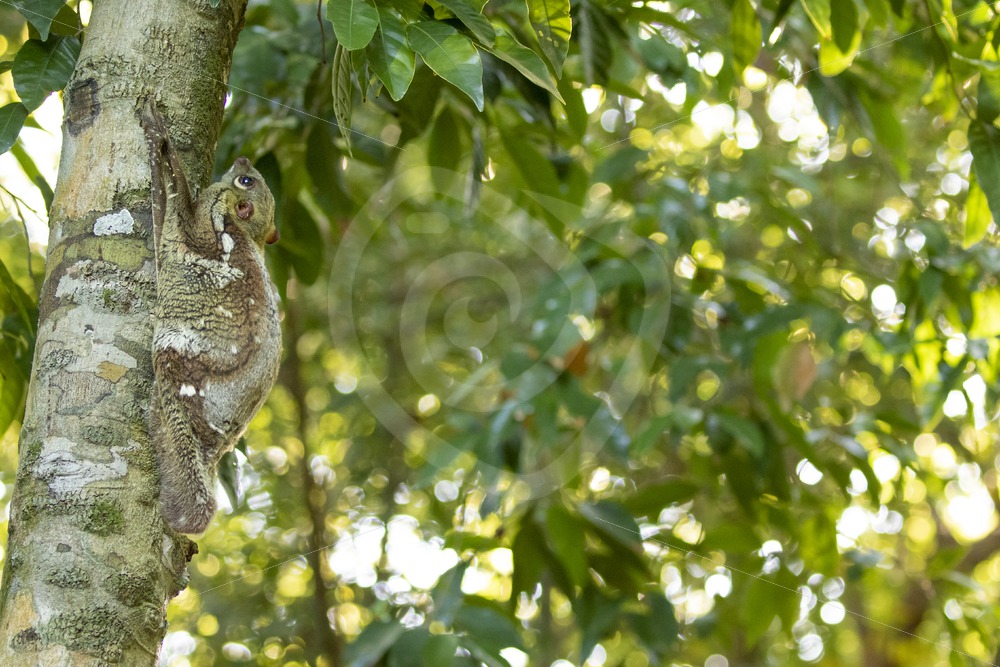 Colugo on a tree trunk in The Datai Bay, Langkawi, Malaysia - Nature Stock Photo Agency