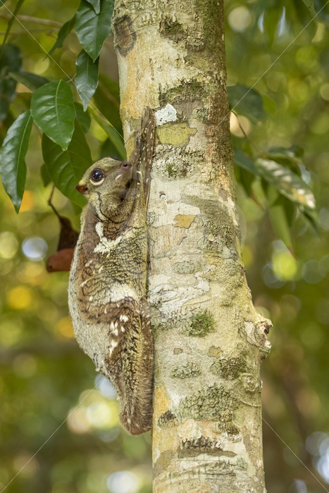 Colugo posing for the camera in The Datai Bay, Langkawi, Malaysia - Nature Stock Photo Agency