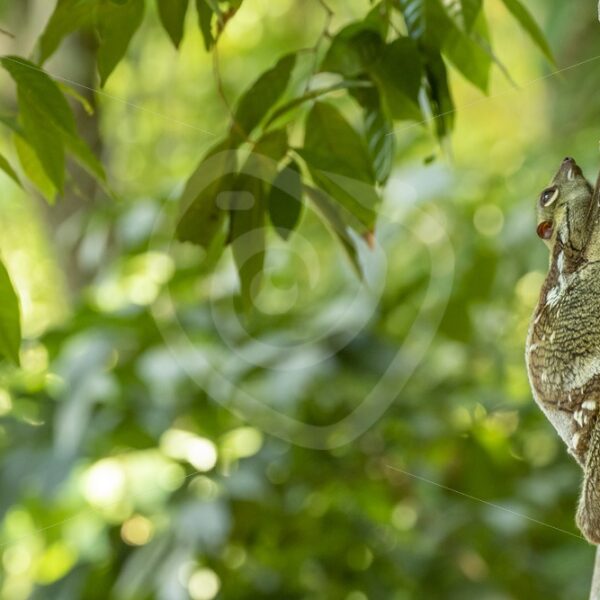 Colugo resting during the day in its favorite tree - Nature Stock Photo Agency