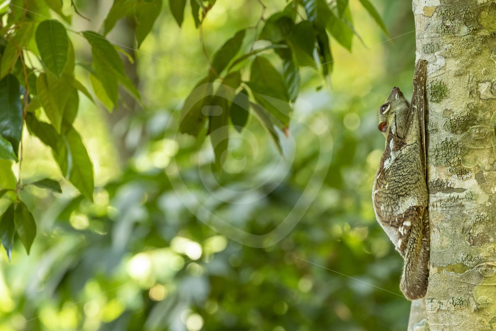 Colugo resting during the day in its favorite tree - Nature Stock Photo Agency