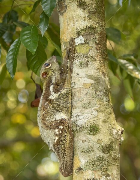Flying lemur hanging in a tree and looking up in The Datai Bay, Langkawi, Malaysia - Nature Stock Photo Agency