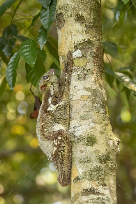Flying lemur hanging in a tree and looking up in The Datai Bay, Langkawi, Malaysia - Nature Stock Photo Agency