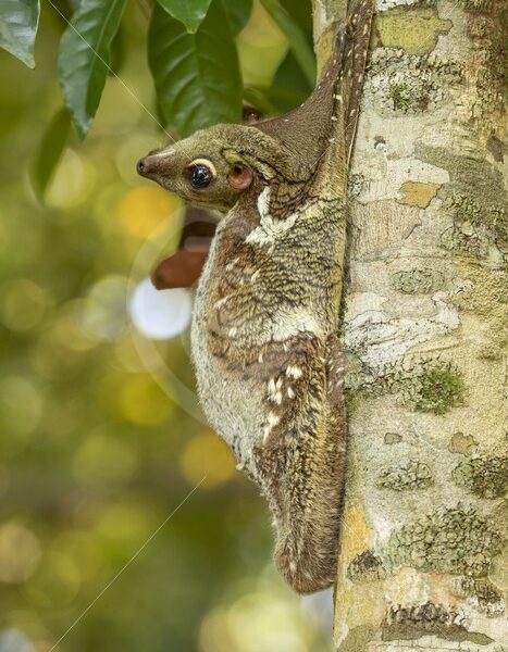 Flying lemur hanging with its head backwards, Langkawi, Malaysia - Nature Stock Photo Agency