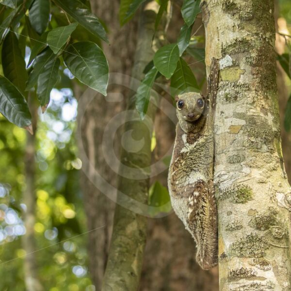 Flying lemur relaxing on his preferred tree on the island of Langkawi, Malaysia - Nature Stock Photo Agency