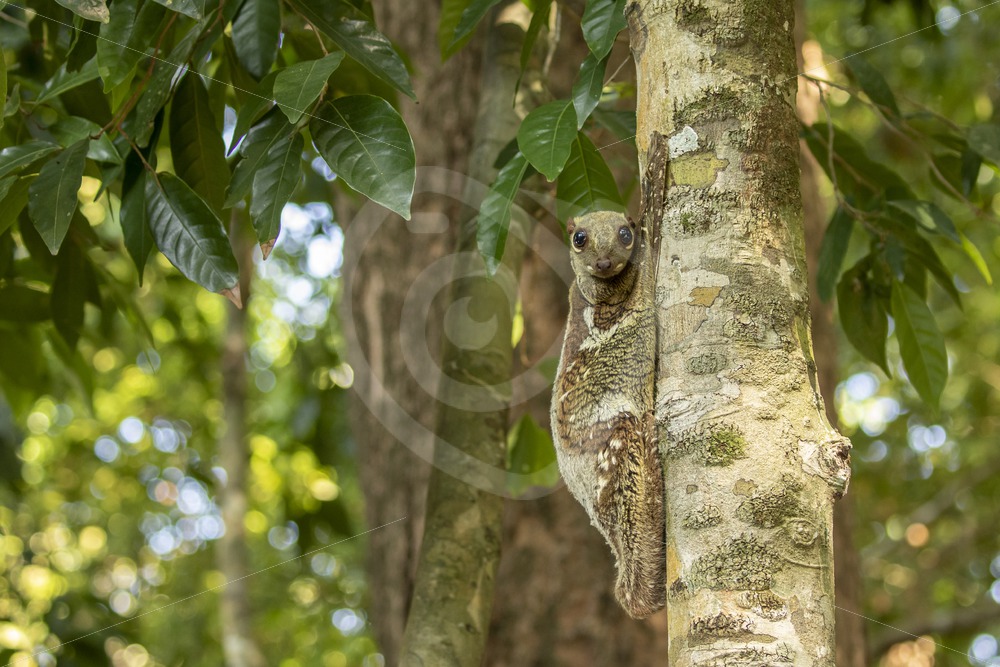 Flying lemur relaxing on his preferred tree on the island of Langkawi, Malaysia - Nature Stock Photo Agency Flying lemur relaxing on his preferred tree on the island of Langkawi, Malaysia - Nature Stock Photo Agency