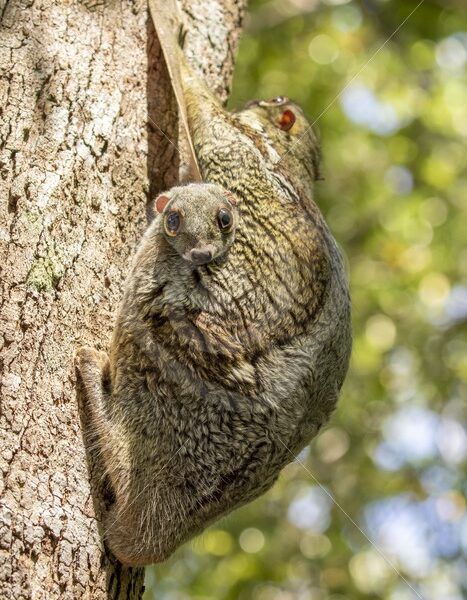 Flying lemur with a baby peeking out in The Datai Bay, Langkawi, Malaysia - Nature Stock Photo Agency