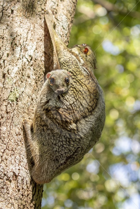 Flying lemur with a baby peeking out in The Datai Bay, Langkawi, Malaysia - Nature Stock Photo Agency