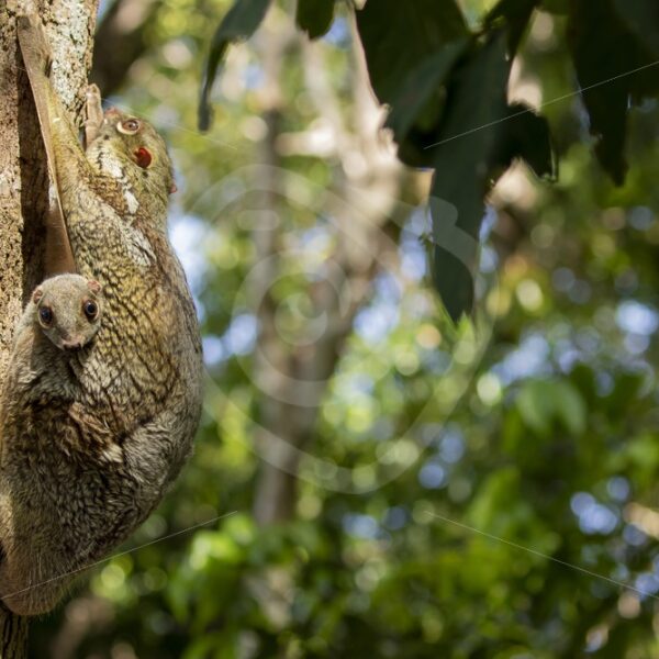 Flying lemur with its baby on a tree on the island of Langkawi, Malaysia - Nature Stock Photo Agency