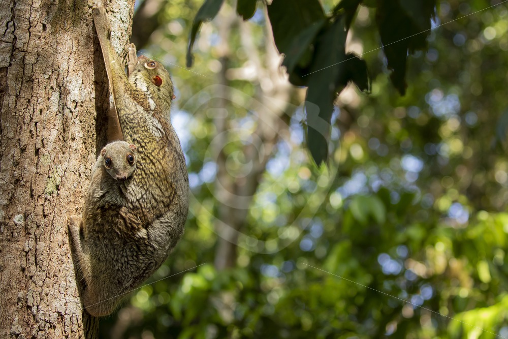 Flying lemur with its baby on a tree on the island of Langkawi, Malaysia - Nature Stock Photo Agency