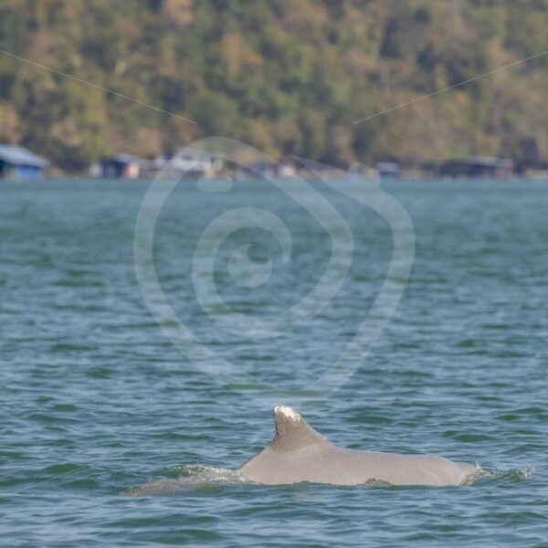 Indo Pacific Humback dolphin swimming near the fishermen villages - Nature Stock Photo Agency