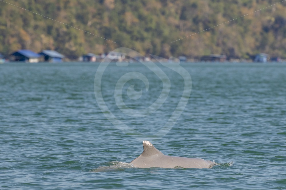 Indo Pacific Humback dolphin swimming near the fishermen villages - Nature Stock Photo Agency
