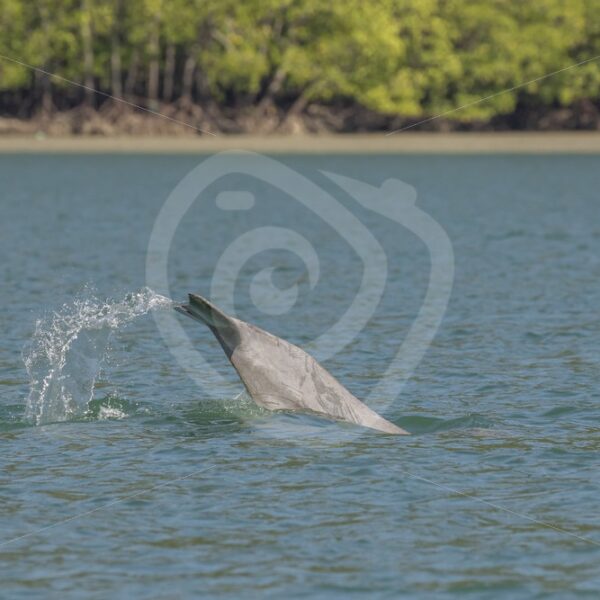 Indo Pacific Humback dolphin taking a dive - Nature Stock Photo Agency
