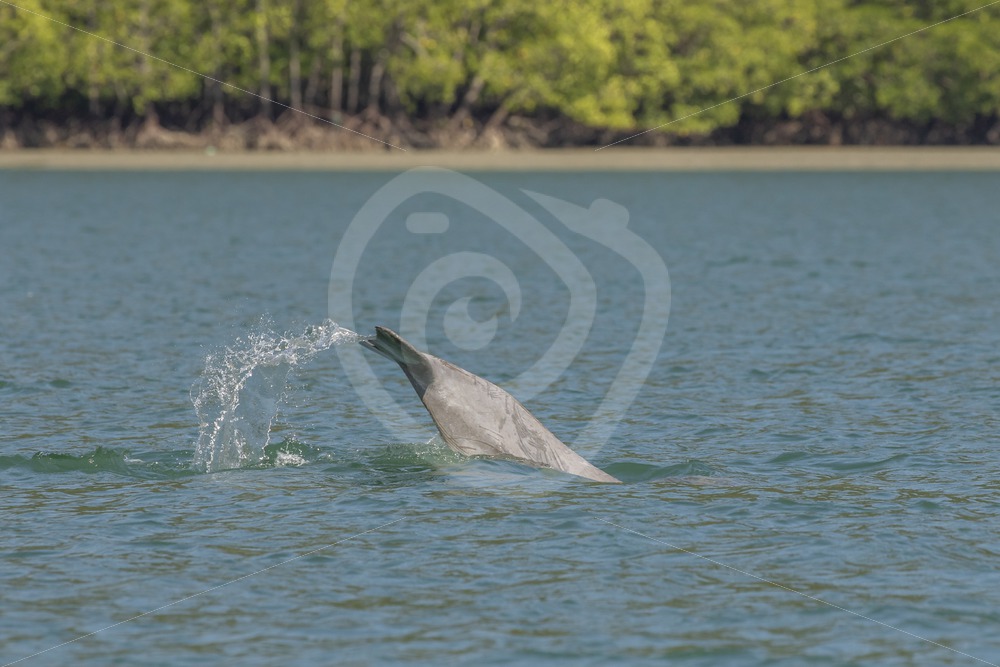Indo Pacific Humback dolphin taking a dive - Nature Stock Photo Agency