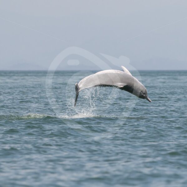 Indo-pacific humpback dolphin breaching - Nature Stock Photo Agency