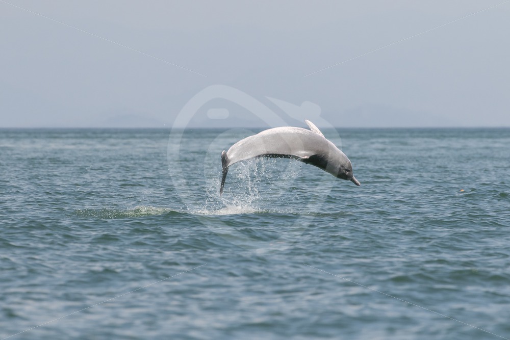 Indo-pacific humpback dolphin breaching - Nature Stock Photo Agency