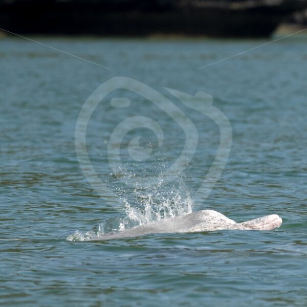 Indo Pacific humpback dolphin coming up - Nature Stock Photo Agency