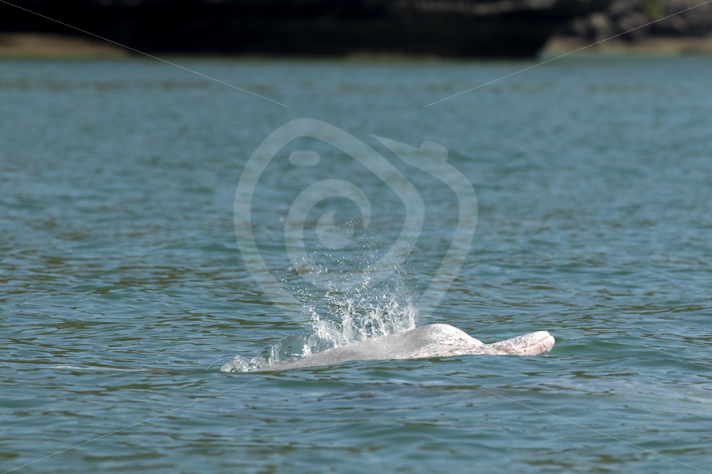 Indo Pacific humpback dolphin coming up - Nature Stock Photo Agency