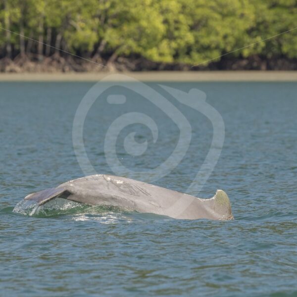 Indo-Pacific humpback dolphin diving - Nature Stock Photo Agency