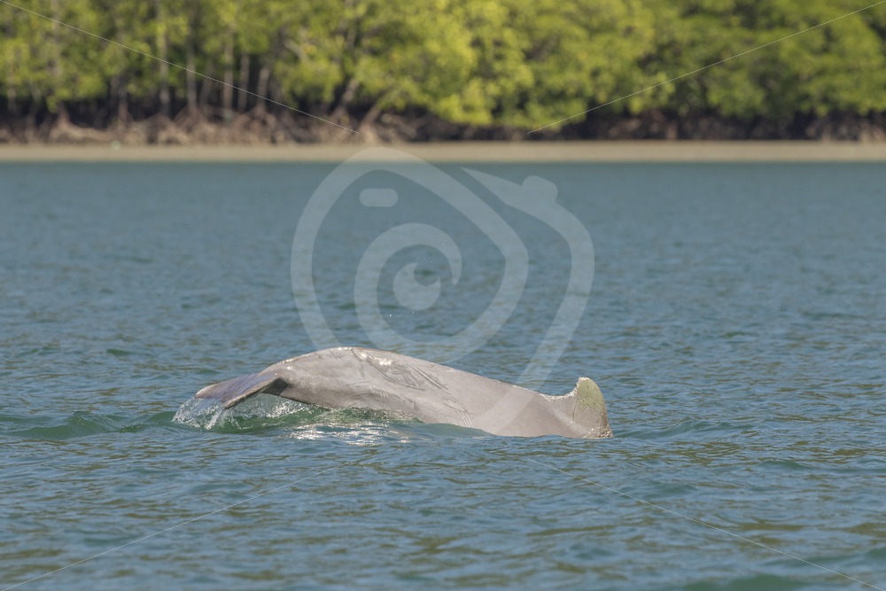 Indo-Pacific humpback dolphin diving - Nature Stock Photo Agency