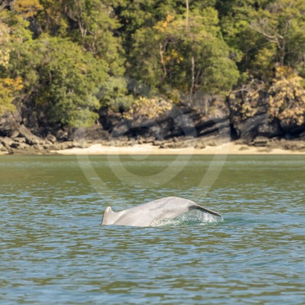 Indo-Pacific humpback dolphin diving near the shore - Nature Stock Photo Agency