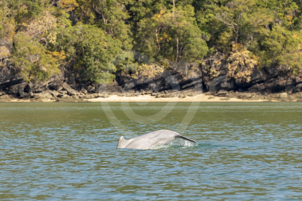 Indo-Pacific humpback dolphin diving near the shore - Nature Stock Photo Agency