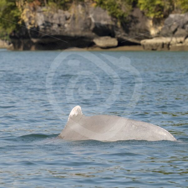 Indo-Pacific humpback dolphin dorsal fin dive - Nature Stock Photo Agency