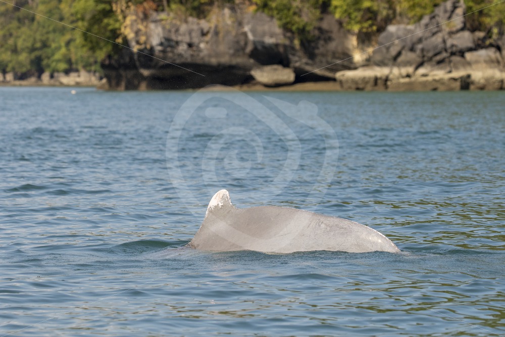 Indo-Pacific humpback dolphin dorsal fin dive - Nature Stock Photo Agency