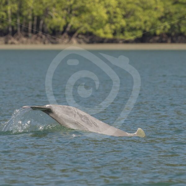 Indo Pacific humpback dolphin fluke - Nature Stock Photo Agency