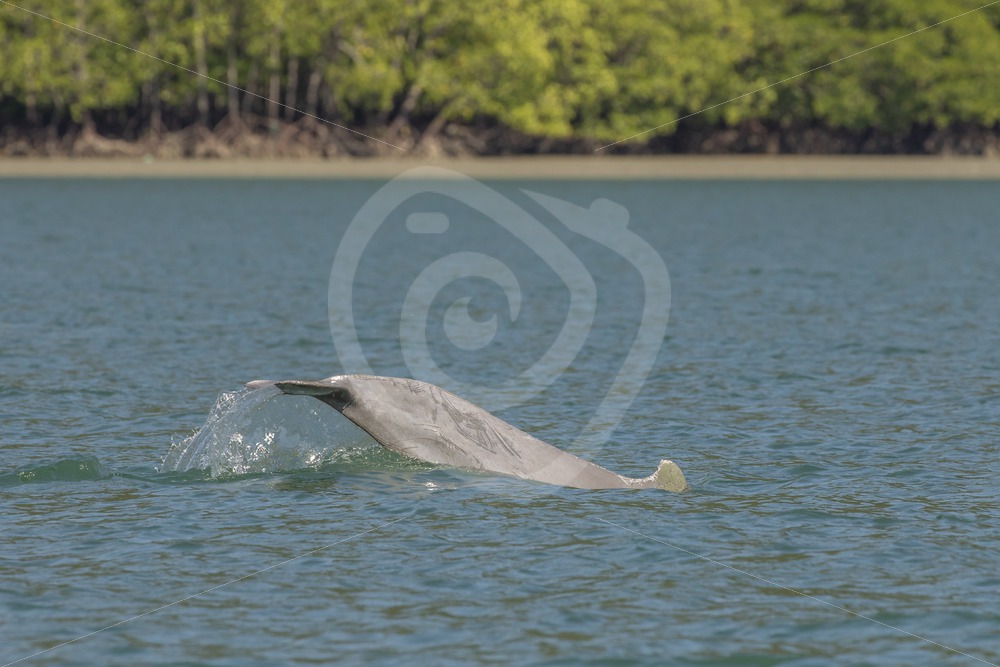 Indo Pacific humpback dolphin fluke - Nature Stock Photo Agency