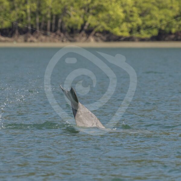 Indo Pacific humpback dolphin fluke - Nature Stock Photo Agency