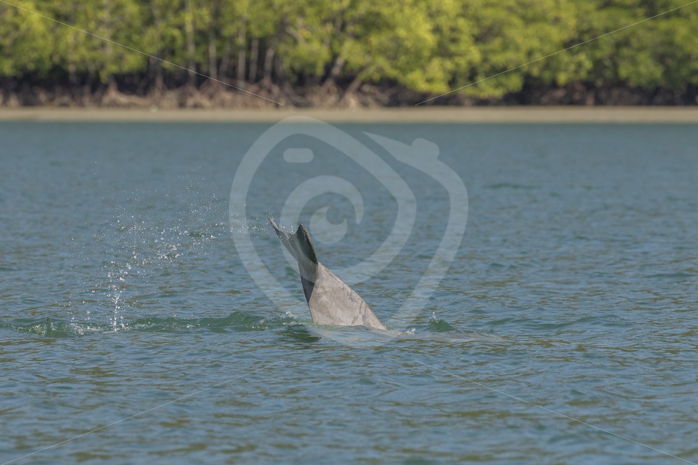 Indo Pacific humpback dolphin fluke - Nature Stock Photo Agency