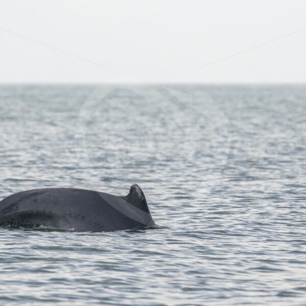 Indo-pacific humpback dolphin passing by the boat - Nature Stock Photo Agency