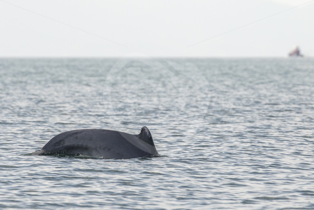 Indo-pacific humpback dolphin passing by the boat - Nature Stock Photo Agency