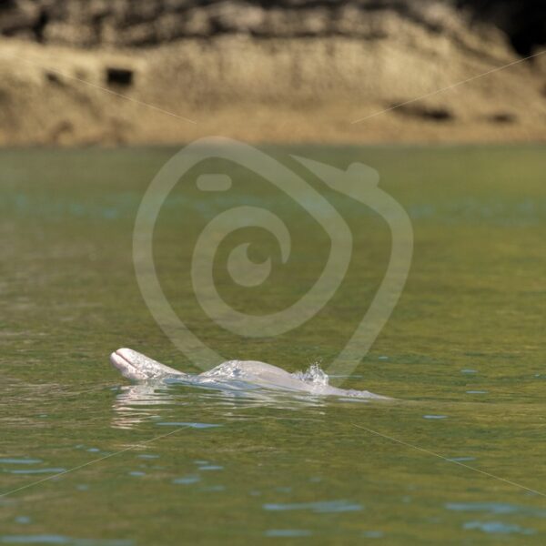 Indo-pacific humpback dolphin surfacing - Nature Stock Photo Agency