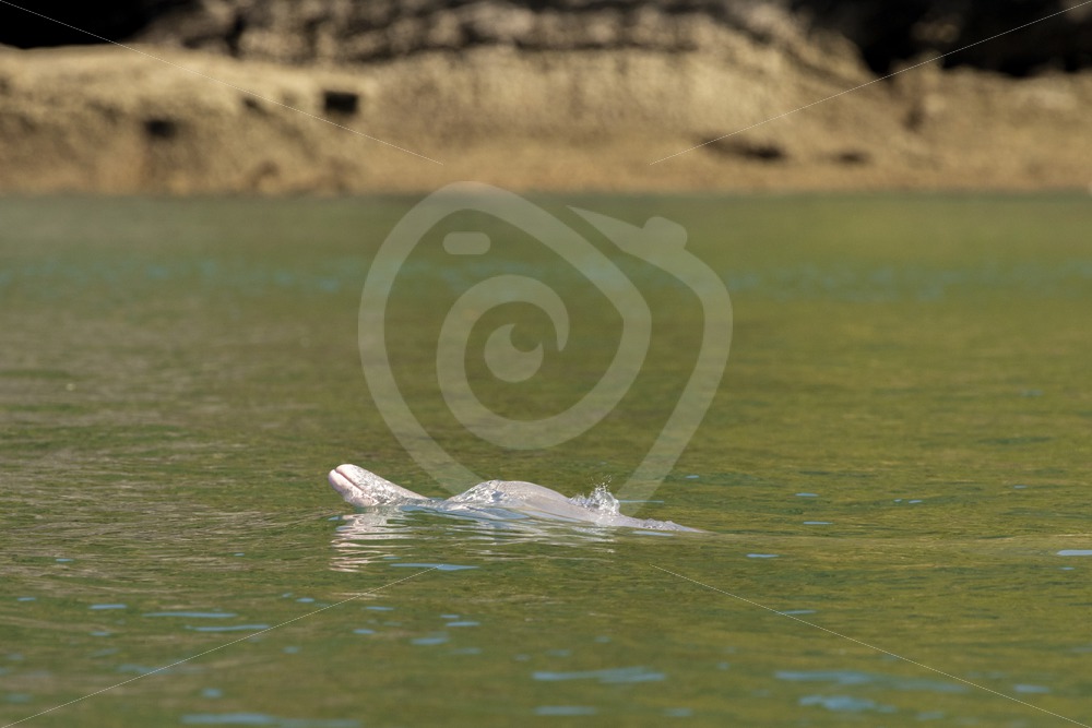 Indo-pacific humpback dolphin surfacing - Nature Stock Photo Agency