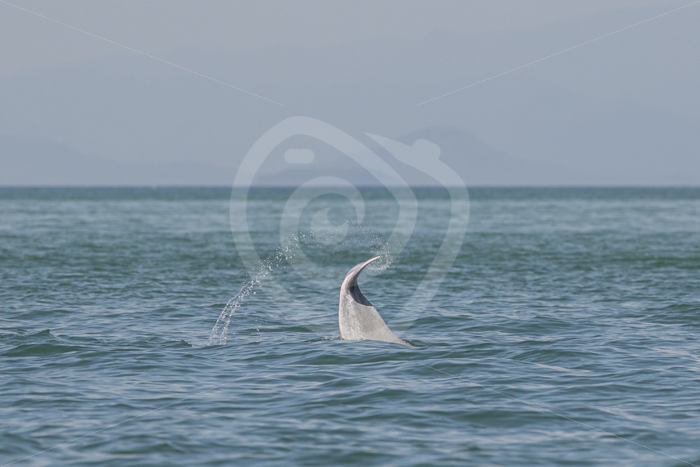 Indo Pacific humpback dolphin tailslap - Nature Stock Photo Agency