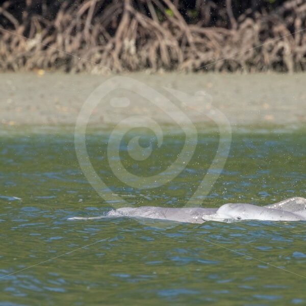 Indo-pacific Humpback dolphin with baby - Nature Stock Photo Agency