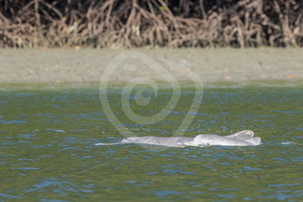 Indo-pacific Humpback dolphin with baby - Nature Stock Photo Agency
