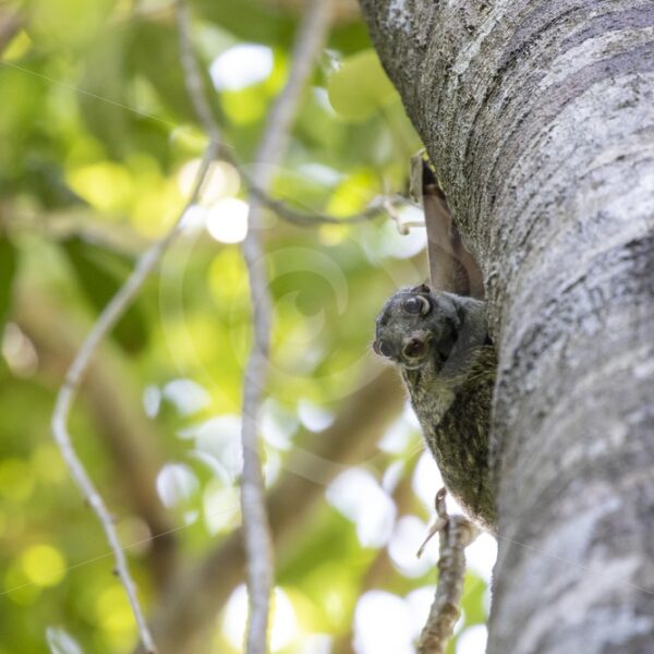 Juvenile colugo looking down - Nature Stock Photo Agency
