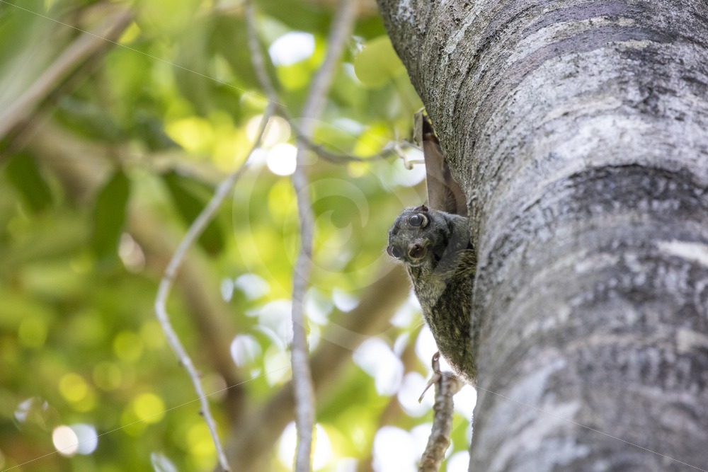 Juvenile colugo looking down - Nature Stock Photo Agency