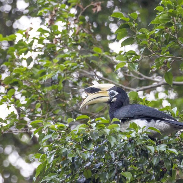 Male oriental pied hornbill in the strees - Nature Stock Photo Agency