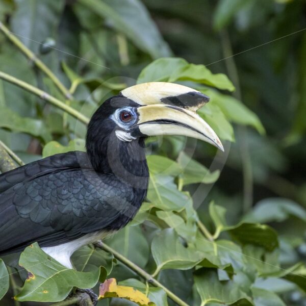 Male oriental pied hornbill posing between the leaves - Nature Stock Photo Agency