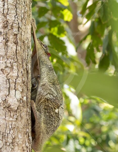 Mother colugo with hidden baby on a tree - Nature Stock Photo Agency