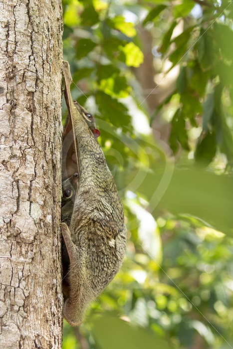 Mother colugo with hidden baby on a tree - Nature Stock Photo Agency