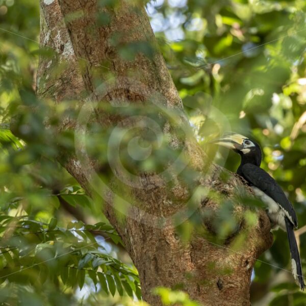 Oriental pied hornbill (Anthracoceros albirostris) waiting in the nesting tree - Nature Stock Photo Agency