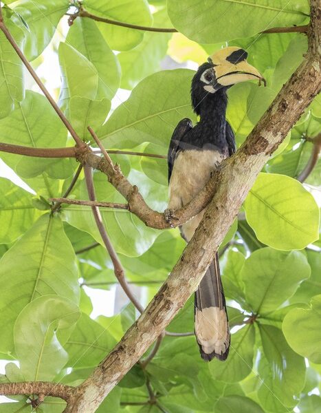 Oriental pied hornbill between the canopy leaves - Nature Stock Photo Agency
