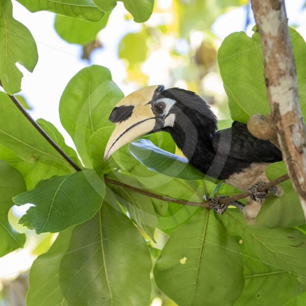 Oriental-pied hornbill between the leaves - Nature Stock Photo Agency