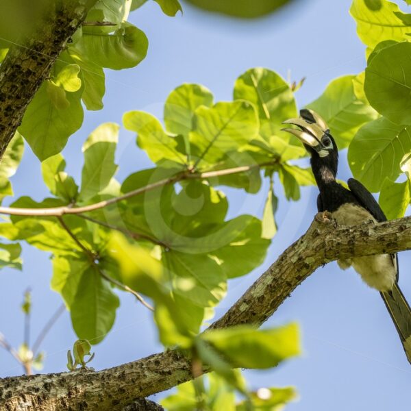 Oriental pied hornbill in the canopy - Nature Stock Photo Agency