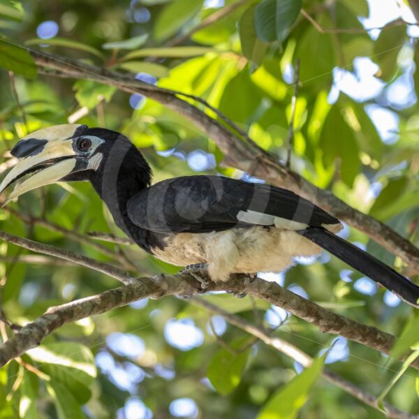 Oriental Pied hornbill in the lower tree canopy - Nature Stock Photo Agency